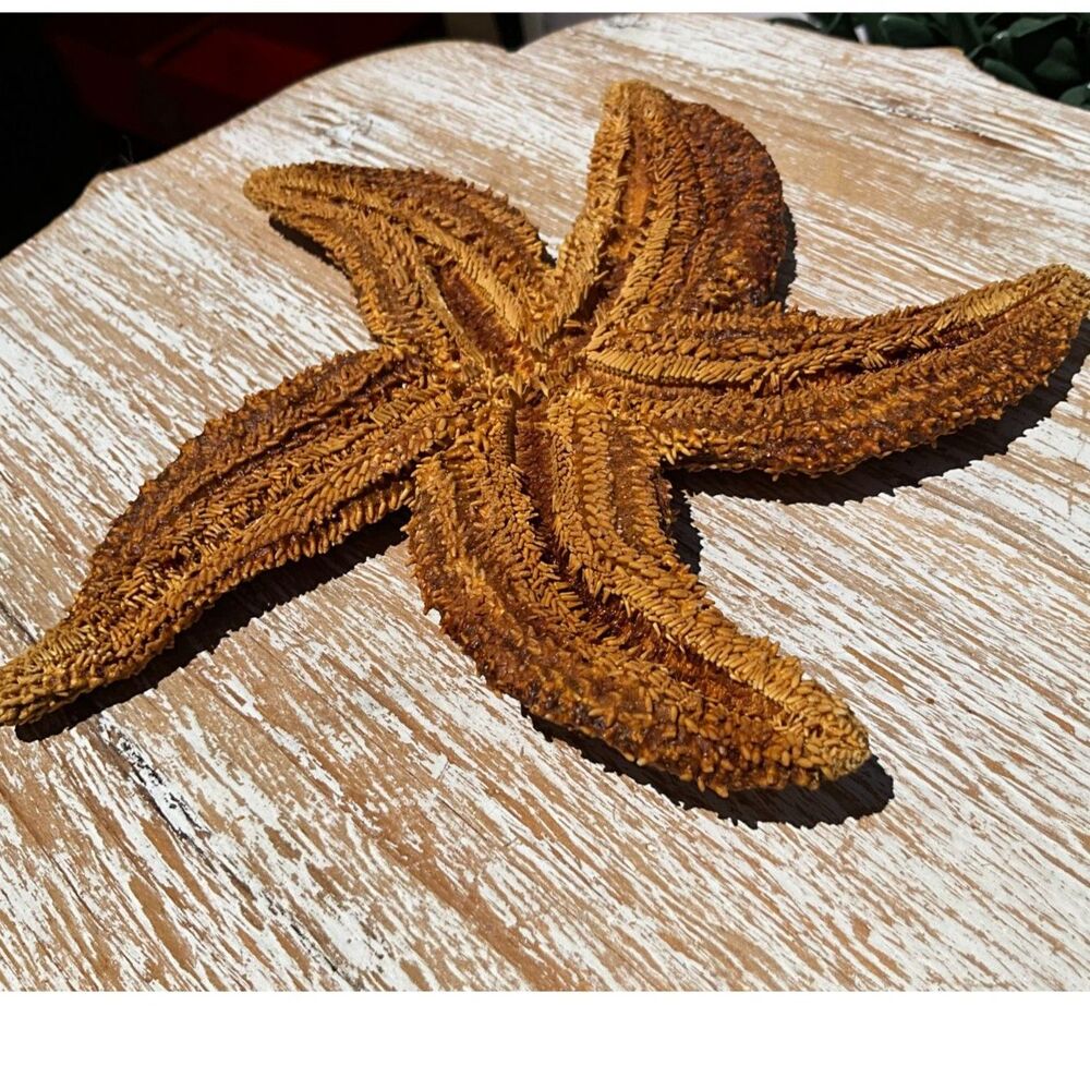 Beautiful Sugar Starfish 6" Coastal decor piece NJ estate sale find must see - Picture 4 of 6